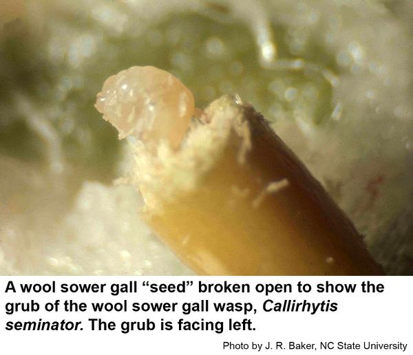 Wool sower gall wasp grub